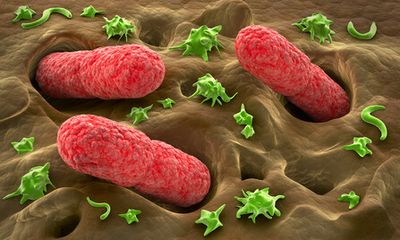 Bakterien und andere Mikroben