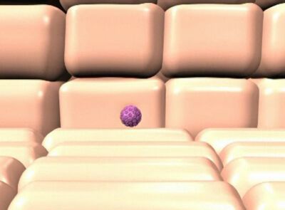 HPV