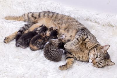 Katzenmutter säugt ihre Jungen