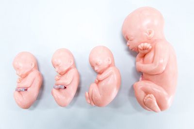 Embryo Modell aus Kunststoff 10.Woche,Baby,Fötus Anschauungsmodell,Schwangerscha 