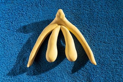 Modell einer weiblichen Klitoris