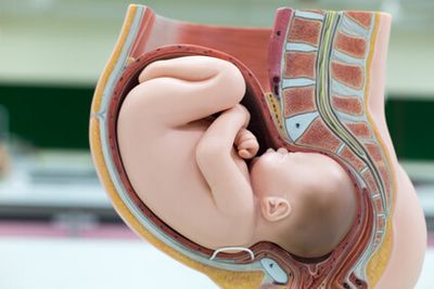 Baby in Schädellage im Mutterleib (Anatomiemodell)