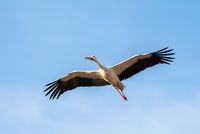 Fruchtbarkeitssymbol: fliegender Klapperstorch